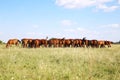 Herd of gidran horses eating fresh green grass on hungarian meadow
