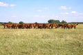 Herd of gidran horses eating fresh mown grass on hungarian meadow