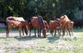 Herd of gidran horses eating fresh mown grass on a rural horse farm