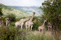 Herd of giraffe