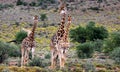 Herd of giraffe approaching