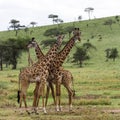 Herd of giraffe, Serengeti, Tanzania