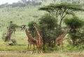 Herd of giraffe, Serengeti, Tanzania