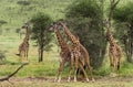 Herd of giraffe, Serengeti, Tanzania