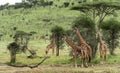 Herd of giraffe, Serengeti, Tanzania