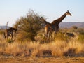 A herd of Giraffe and Zebra Royalty Free Stock Photo