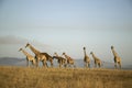 Herd of Giraffes