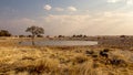 A herd of giraffes come to drink from the water hole in Okaukuejo, Etosha, Namibia. Royalty Free Stock Photo