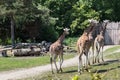Herd of giraffes following each other along