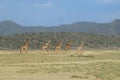 Giraffes at Lake Magadi, Kenya