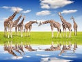 Herd of giraffes