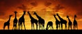 Herd of giraffes in the sunset