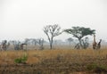 Herd giraffes walking through dry parched plains after bush fires Africa