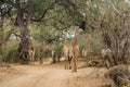 Herd of Giraffes walking on Gravel Road of Kruger Park Royalty Free Stock Photo