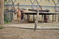 Herd giraffes in a zoo stands on the grass extends a long neck building in background Royalty Free Stock Photo