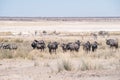 Gnu antelopes herd Royalty Free Stock Photo