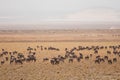 Herd of Gnu Royalty Free Stock Photo