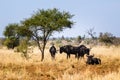 Herd of gnu under the tree in the grass. Kruger park, savannah, Wildlife photography South Africa