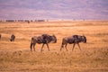 Herd of gnus and wildebeests in the Ngorongoro crater National Park, Wildlife safari in Tanzania, Africa Royalty Free Stock Photo