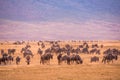 Herd of gnus and wildebeests in the Ngorongoro crater National Park, Wildlife safari in Tanzania, Africa Royalty Free Stock Photo