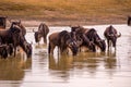 Herd of gnus and wildebeests in the Ngorongoro crater National Park, Wildlife safari in Tanzania, Africa Royalty Free Stock Photo