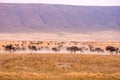 Herd of gnus and wildebeests in the Ngorongoro crater National Park, Wildlife safari in Tanzania, Africa Royalty Free Stock Photo