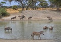Herd of Gnus, Zebra and Impala