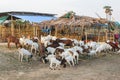 Herd of goat grazing leaves for food from pile of branches in farm