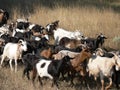 The herd of goats Royalty Free Stock Photo