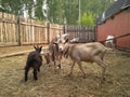 A herd of goats animals in a pen on a farm