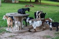 Herd of goats around and on top of wooden cable spools Royalty Free Stock Photo