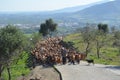 Herd of Goats Blocking Road