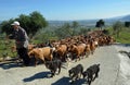 Herd of Goats Blocking Road