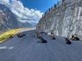 A herd of goats blocks the road to the Tiefenbach glacier Royalty Free Stock Photo