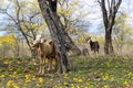 A herd of goats (chivas) in the forest of flowering Guayacanes trees