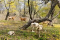 A herd of goats (chivas) in the forest of flowering Guayacanes trees