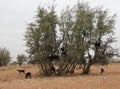 Herd of Goats Royalty Free Stock Photo