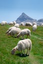 Herd of goats in the Contienda with the Anie mountain in the background, between Navarre and France Royalty Free Stock Photo