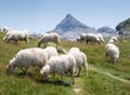 Herd of goats in the Contienda with the Anie mountain in the background, between Navarre and France Royalty Free Stock Photo