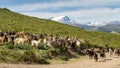 Herd of goats in Corsica with snow capped mountains