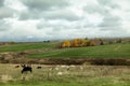 Herd of goats and cows graze in the autumn field Royalty Free Stock Photo