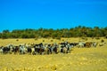 Herd of goats in the desert