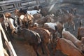 A herd of goats drinking