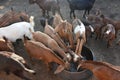 A herd of goats drinking