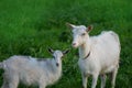 Herd of goats. Family of goats. Goats is grazed on a green meadow Royalty Free Stock Photo