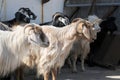 A herd of goats on a farm in east Anatolia, Turkey Royalty Free Stock Photo