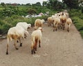 herd goats for food in the afternoon