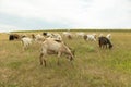 herd of goats graze on a field. goats eat grass Royalty Free Stock Photo