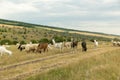 herd of goats graze on a field. goats eat grass