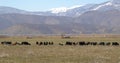 Herd of goats graze in the Greek countryside Royalty Free Stock Photo